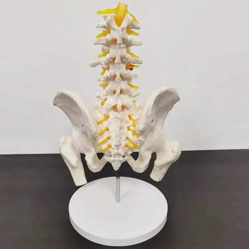Lumbar Spine Model With Pelvis For Detailed Anatomy Teaching - ToylandEU
