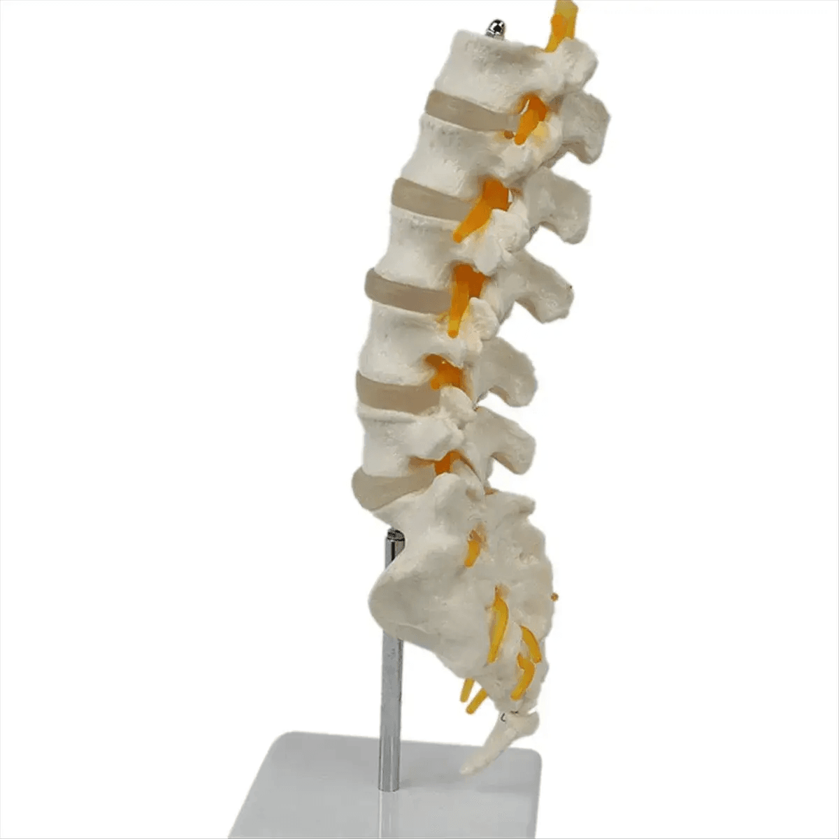 Lumbar Spine Model With Sacral Accessory Orthopedic Teaching - ToylandEU