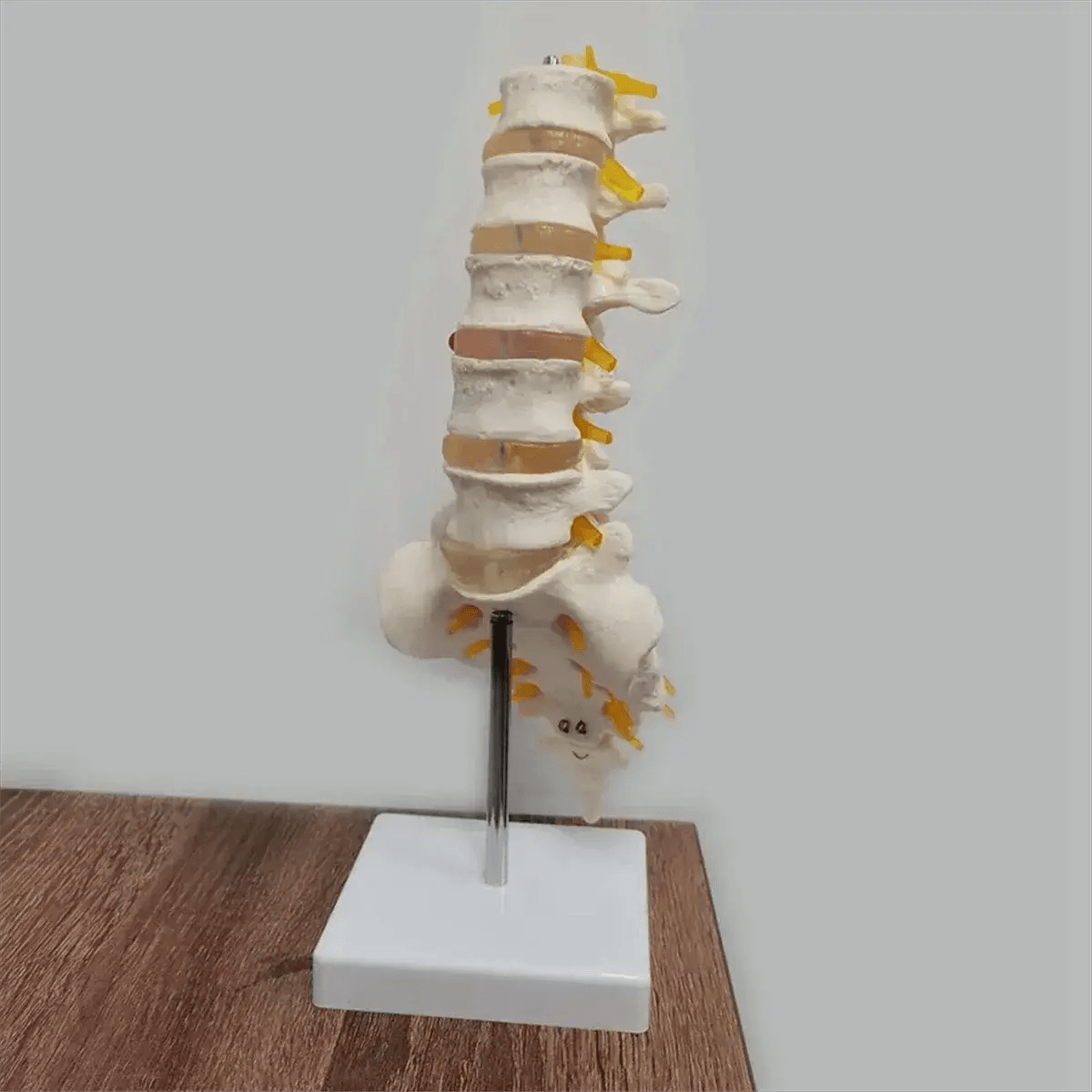 Lumbar Spine Model With Sacral Accessory Orthopedic Teaching - ToylandEU