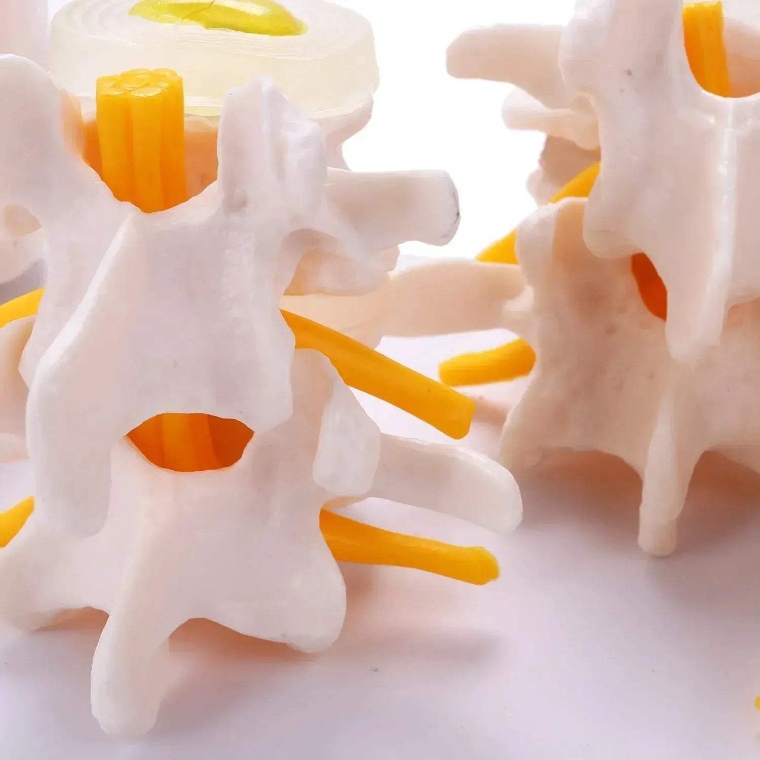 Lumbar Spine Vertebrae Model For Anatomy Education - ToylandEU