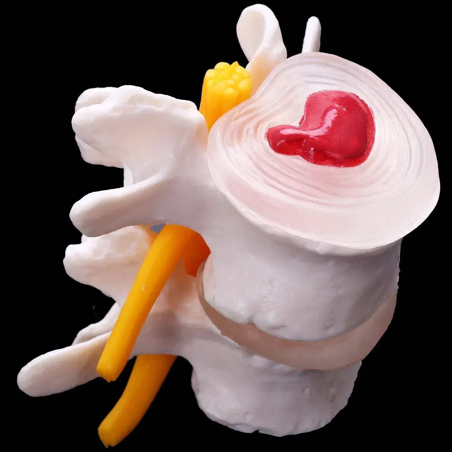 Lumbar Spine Vertebrae Model For Anatomy Education - ToylandEU