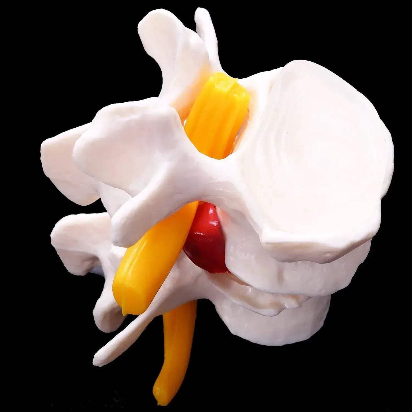 Lumbar Spine Vertebrae Model For Anatomy Education - ToylandEU