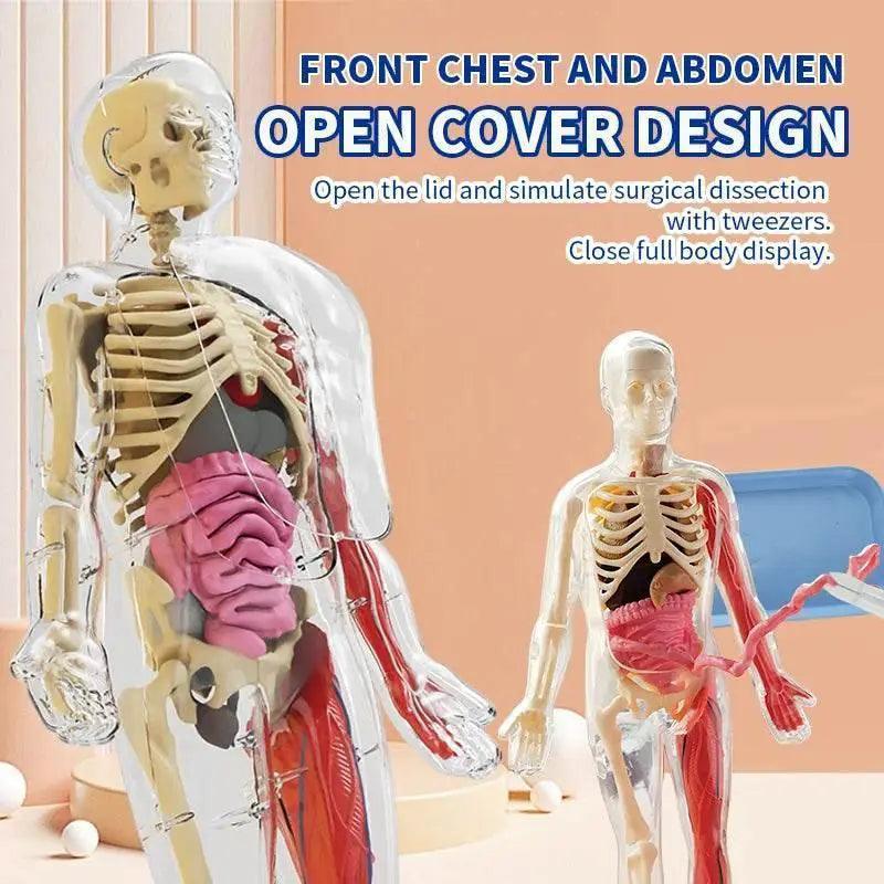  DIY Assembly Luminous Human Body Model Noctilucent Organ Skeleton Anatomy Glow in the Dark Human for Medicine Science Education -  ToylandEU™