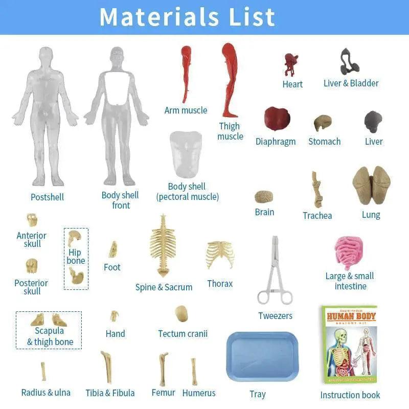  DIY Assembly Luminous Human Body Model Noctilucent Organ Skeleton Anatomy Glow in the Dark Human for Medicine Science Education -  ToylandEU™