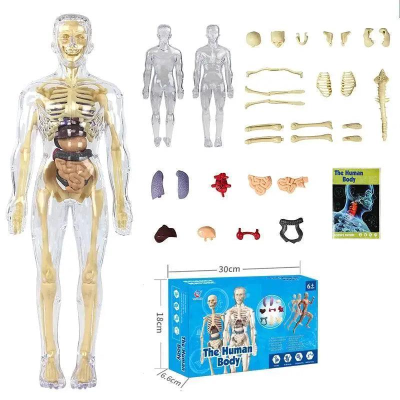  DIY Assembly Luminous Human Body Model Noctilucent Organ Skeleton Anatomy Glow in the Dark Human for Medicine Science Education -  ToylandEU™