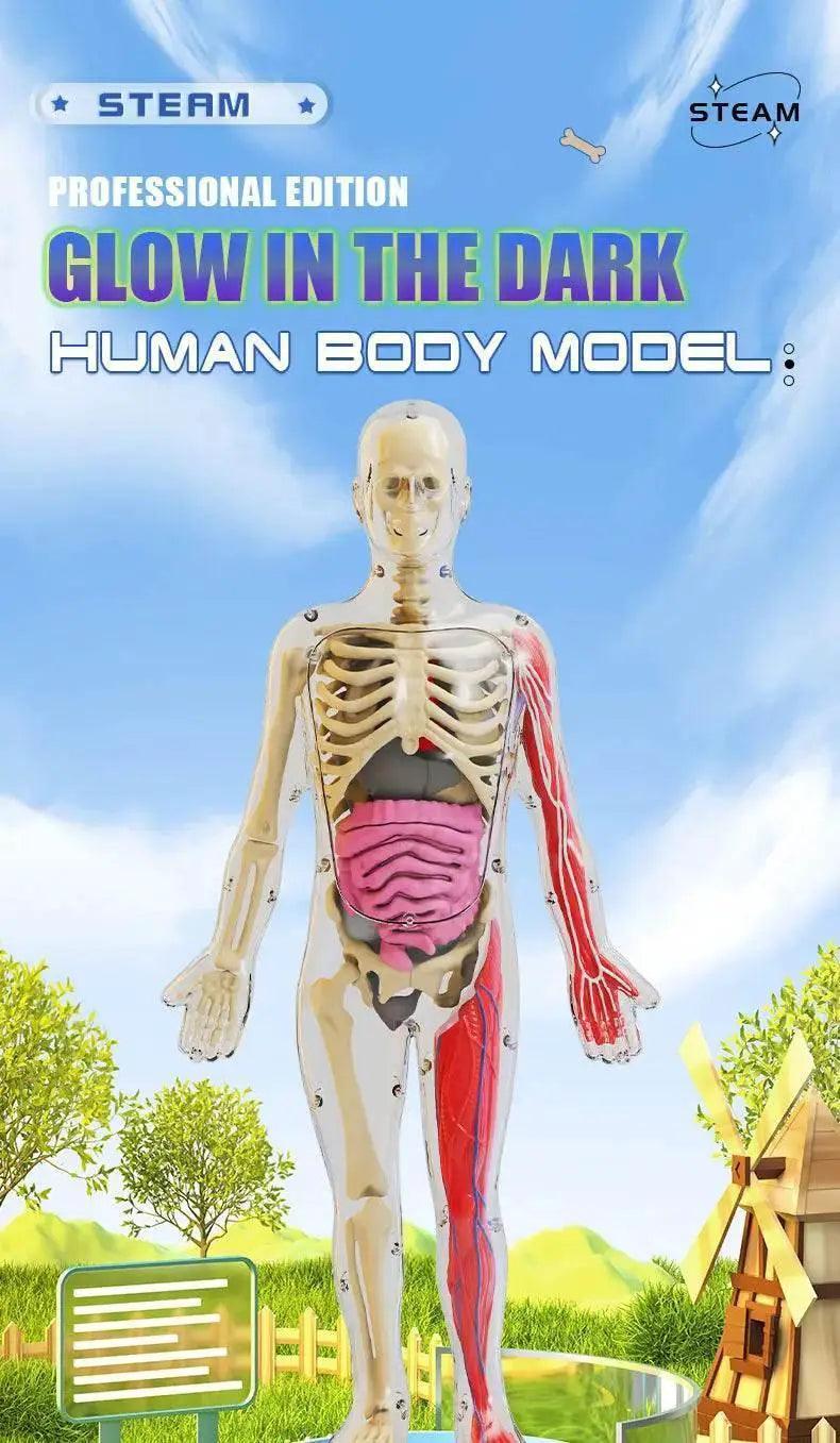  DIY Assembly Luminous Human Body Model Noctilucent Organ Skeleton Anatomy Glow in the Dark Human for Medicine Science Education -  ToylandEU™