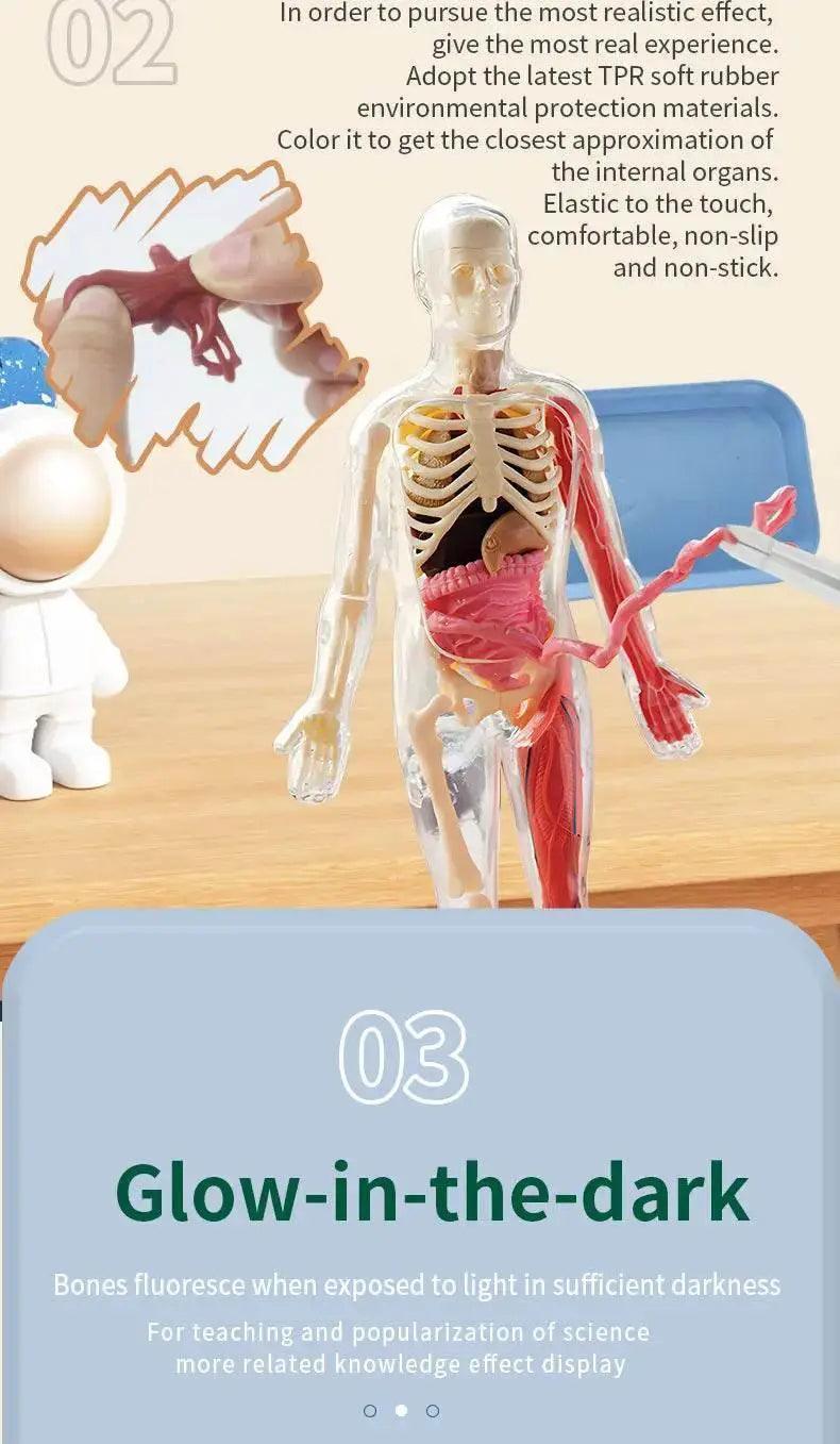  DIY Assembly Luminous Human Body Model Noctilucent Organ Skeleton Anatomy Glow in the Dark Human for Medicine Science Education -  ToylandEU™