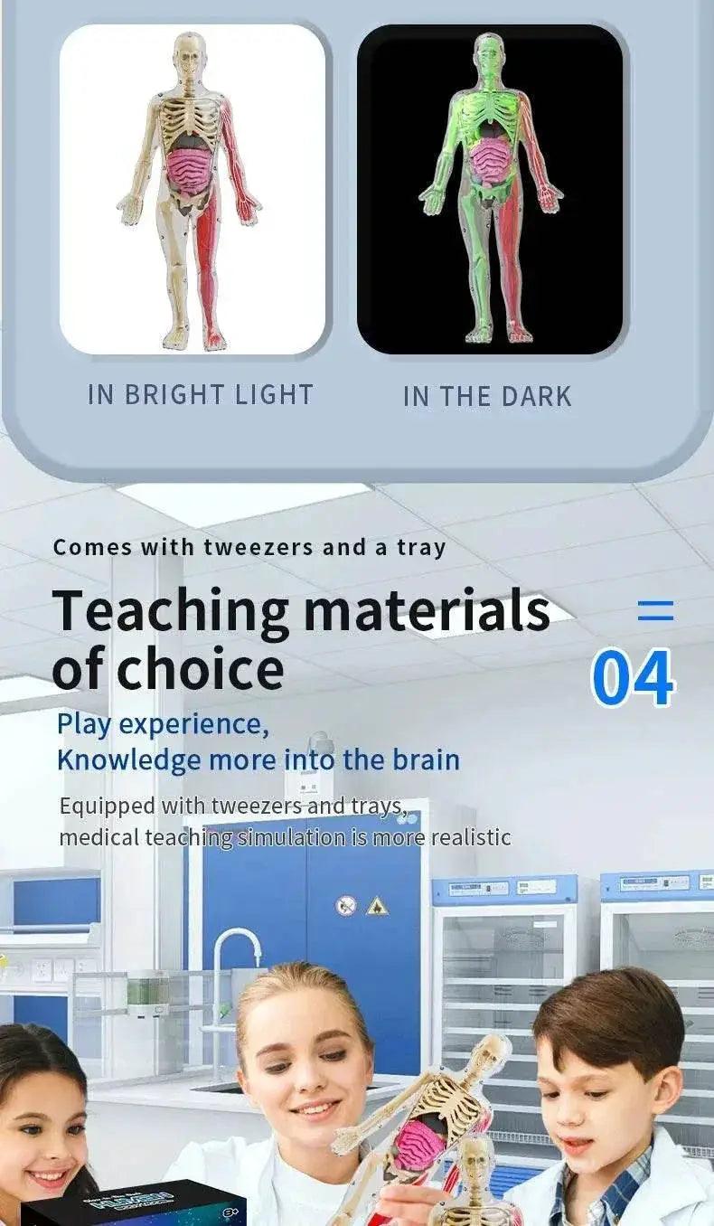  DIY Assembly Luminous Human Body Model Noctilucent Organ Skeleton Anatomy Glow in the Dark Human for Medicine Science Education -  ToylandEU™