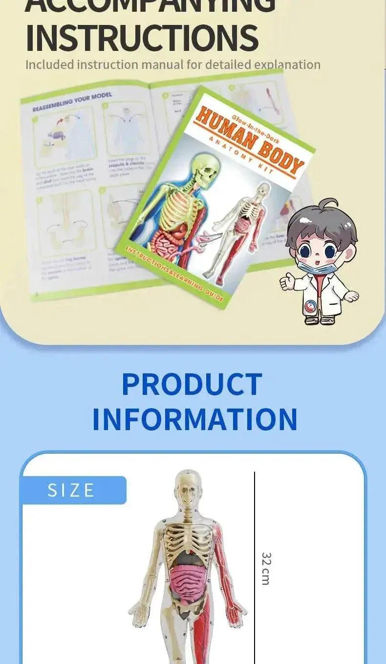  DIY Assembly Luminous Human Body Model Noctilucent Organ Skeleton Anatomy Glow in the Dark Human for Medicine Science Education -  ToylandEU™