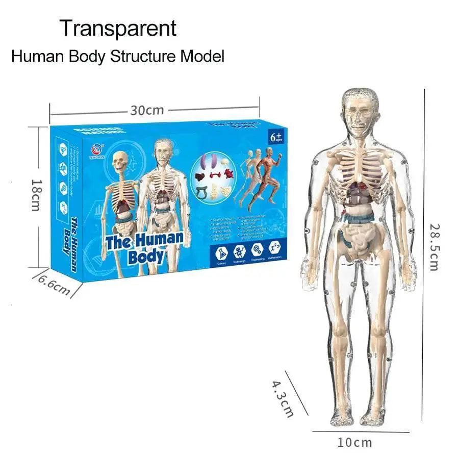  DIY Assembly Luminous Human Body Model Noctilucent Organ Skeleton Anatomy Glow in the Dark Human for Medicine Science Education -  ToylandEU™