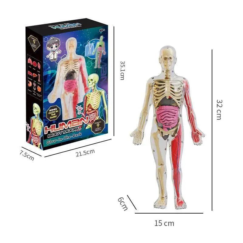  DIY Assembly Luminous Human Body Model Noctilucent Organ Skeleton Anatomy Glow in the Dark Human for Medicine Science Education -  ToylandEU™
