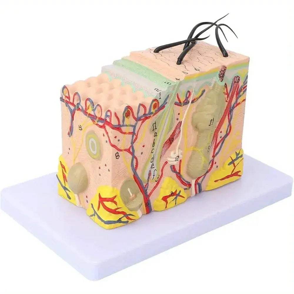 Magnified Human Skin Model For Biology Education And Lab Demonstration - ToylandEU