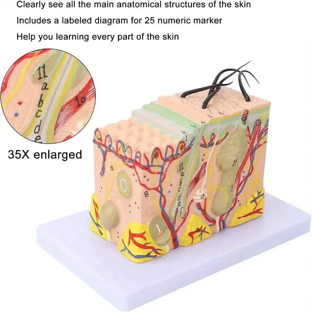 Magnified Human Skin Model For Biology Education And Lab Demonstration - ToylandEU