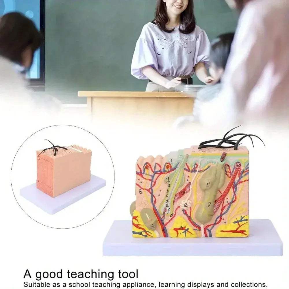 Magnified Human Skin Model For Biology Education And Lab Demonstration - ToylandEU