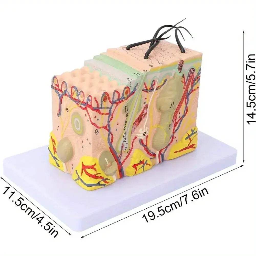 Magnified Human Skin Model For Biology Education And Lab Demonstration - ToylandEU