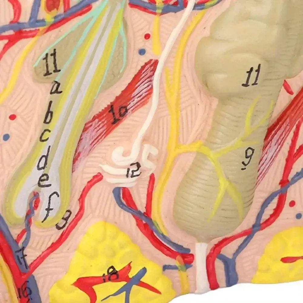 Magnified Human Skin Model For Biology Education And Lab Demonstration - ToylandEU