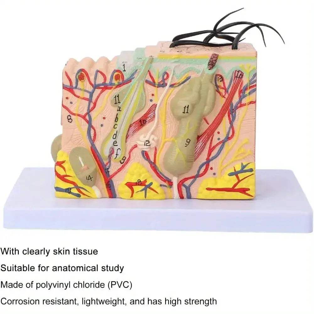 Magnified Human Skin Model For Biology Education And Lab Demonstration - ToylandEU