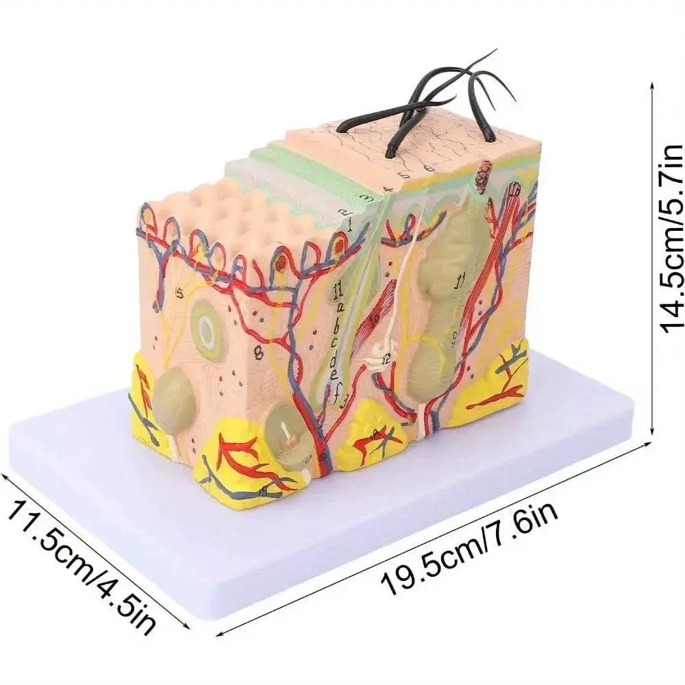 Magnified Human Skin Model For Biology Education Lab -  ToylandEU™