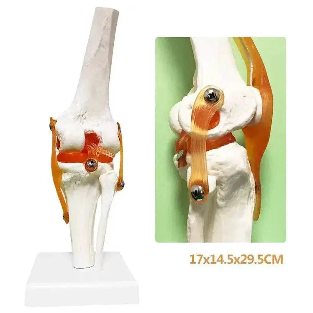  1 1 Flexible Knee Joint Model with Ligaments and Base Femur Tibia Fibula Bones Medical Teaching -  ToylandEU™