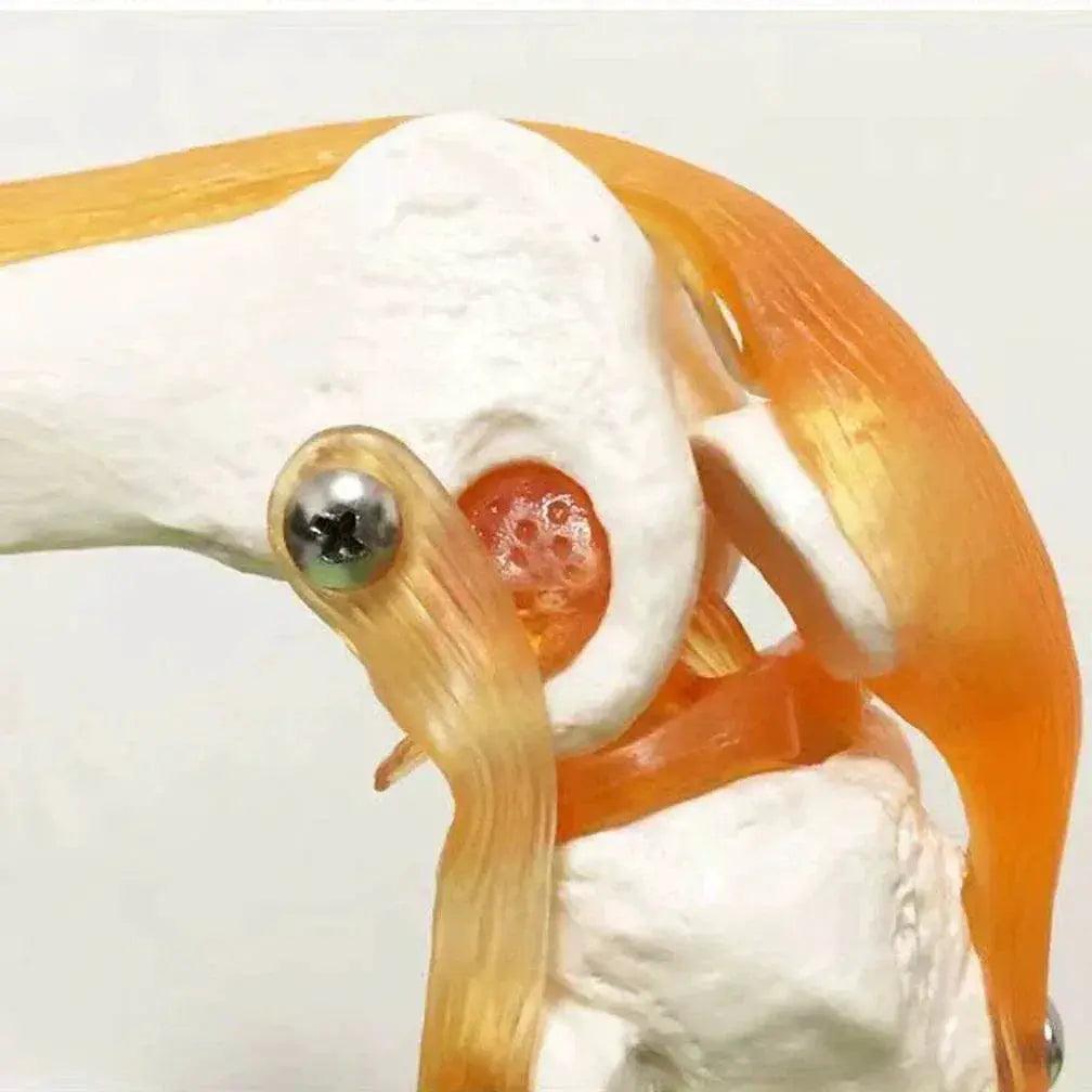  1 1 Flexible Knee Joint Model with Ligaments and Base Femur Tibia Fibula Bones Medical Teaching -  ToylandEU™