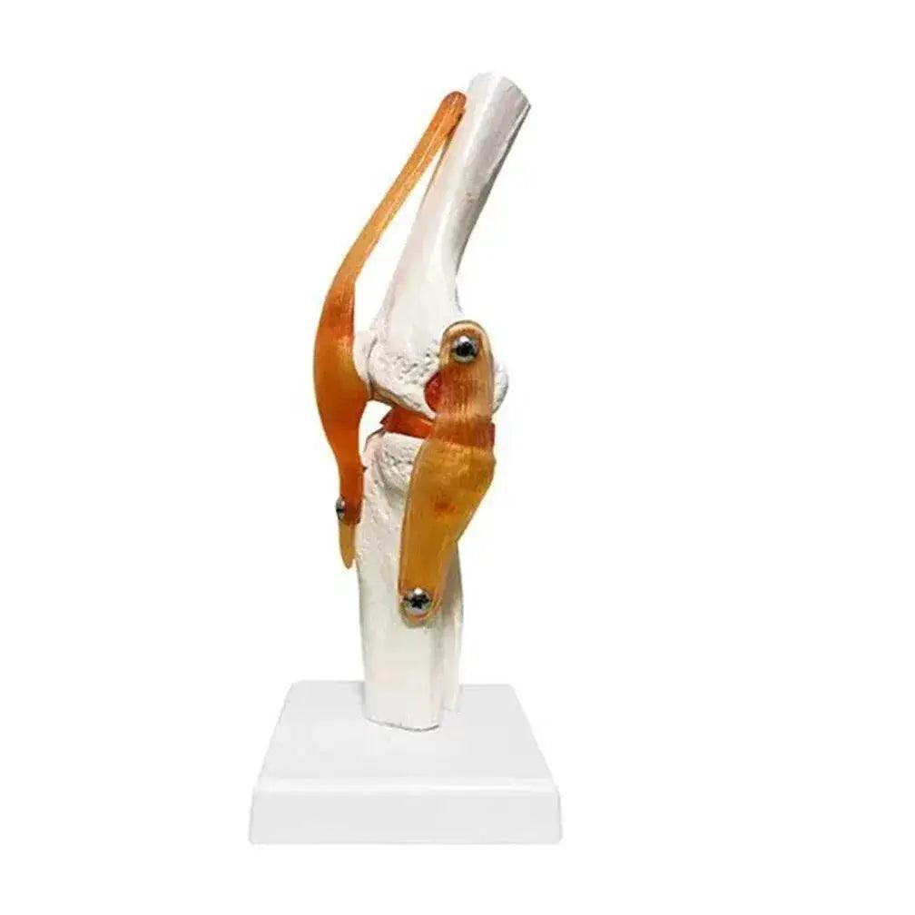  1 1 Flexible Knee Joint Model with Ligaments and Base Femur Tibia Fibula Bones Medical Teaching -  ToylandEU™