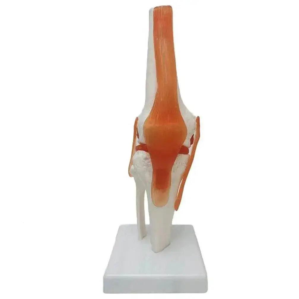  1 1 Flexible Knee Joint Model with Ligaments and Base Femur Tibia Fibula Bones Medical Teaching -  ToylandEU™