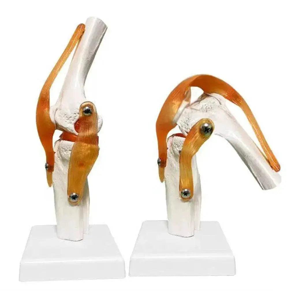  1 1 Flexible Knee Joint Model with Ligaments and Base Femur Tibia Fibula Bones Medical Teaching -  ToylandEU™