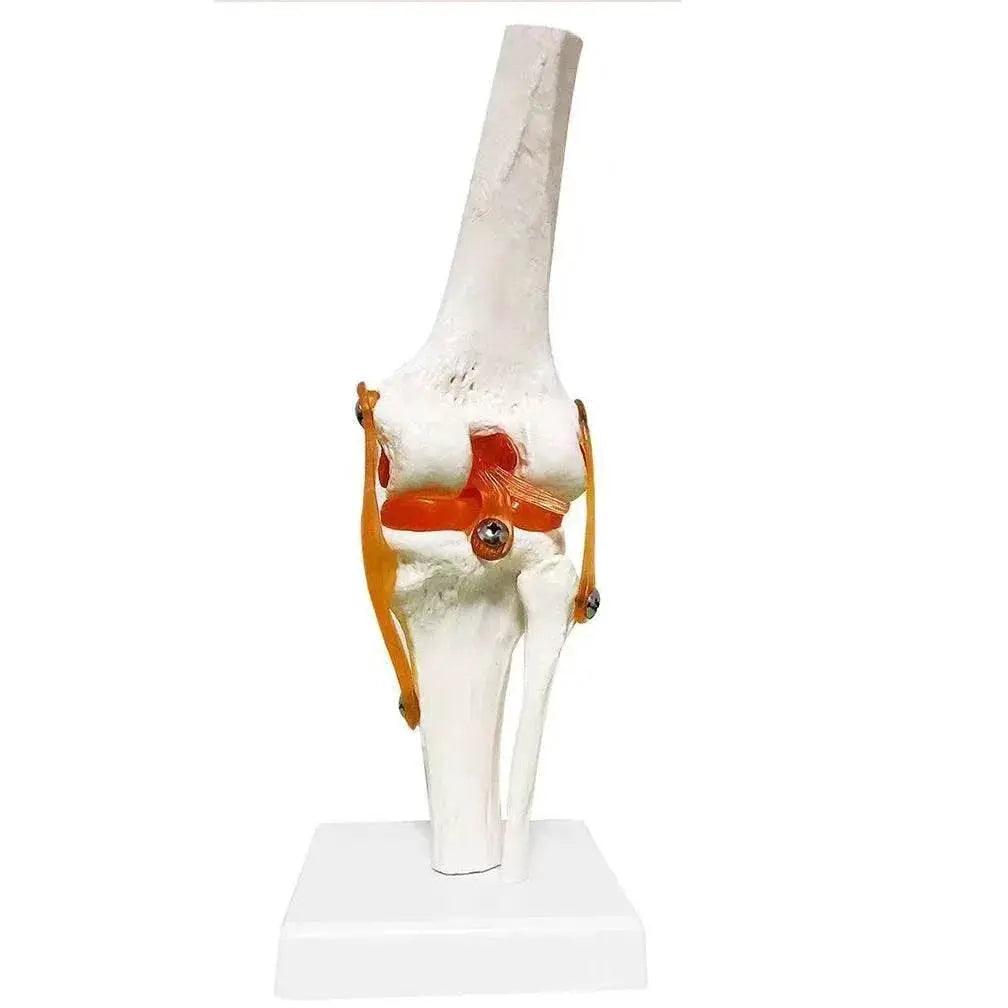  1 1 Flexible Knee Joint Model with Ligaments and Base Femur Tibia Fibula Bones Medical Teaching -  ToylandEU™