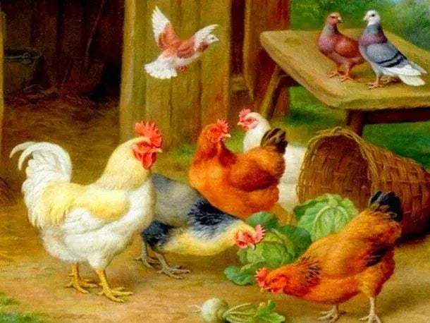 Meian Chicken DIY Cross Stitch Kit 11CT Printed Canvas Embroidery - ToylandEU