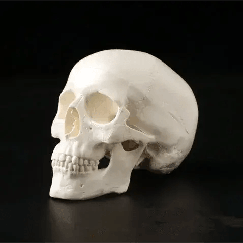  Mini Anatomical Skull Head Model Durable For Clinicians -  ToylandEU™