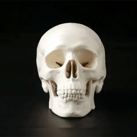  Mini Anatomical Skull Head Model Durable For Clinicians -  ToylandEU™