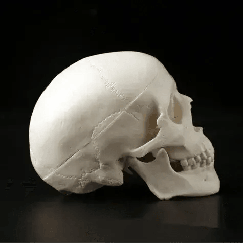  Mini Anatomical Skull Head Model Durable For Clinicians -  ToylandEU™