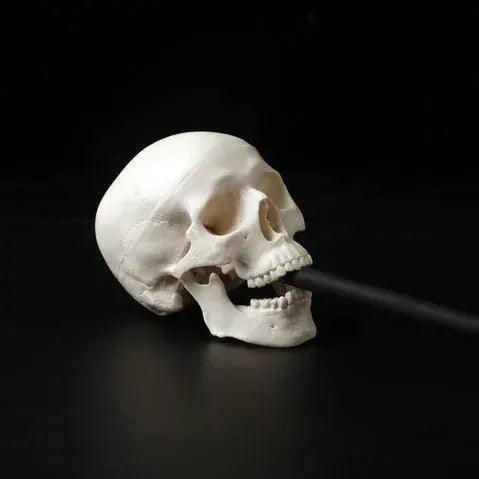  Mini Anatomical Skull Head Model Durable For Clinicians -  ToylandEU™