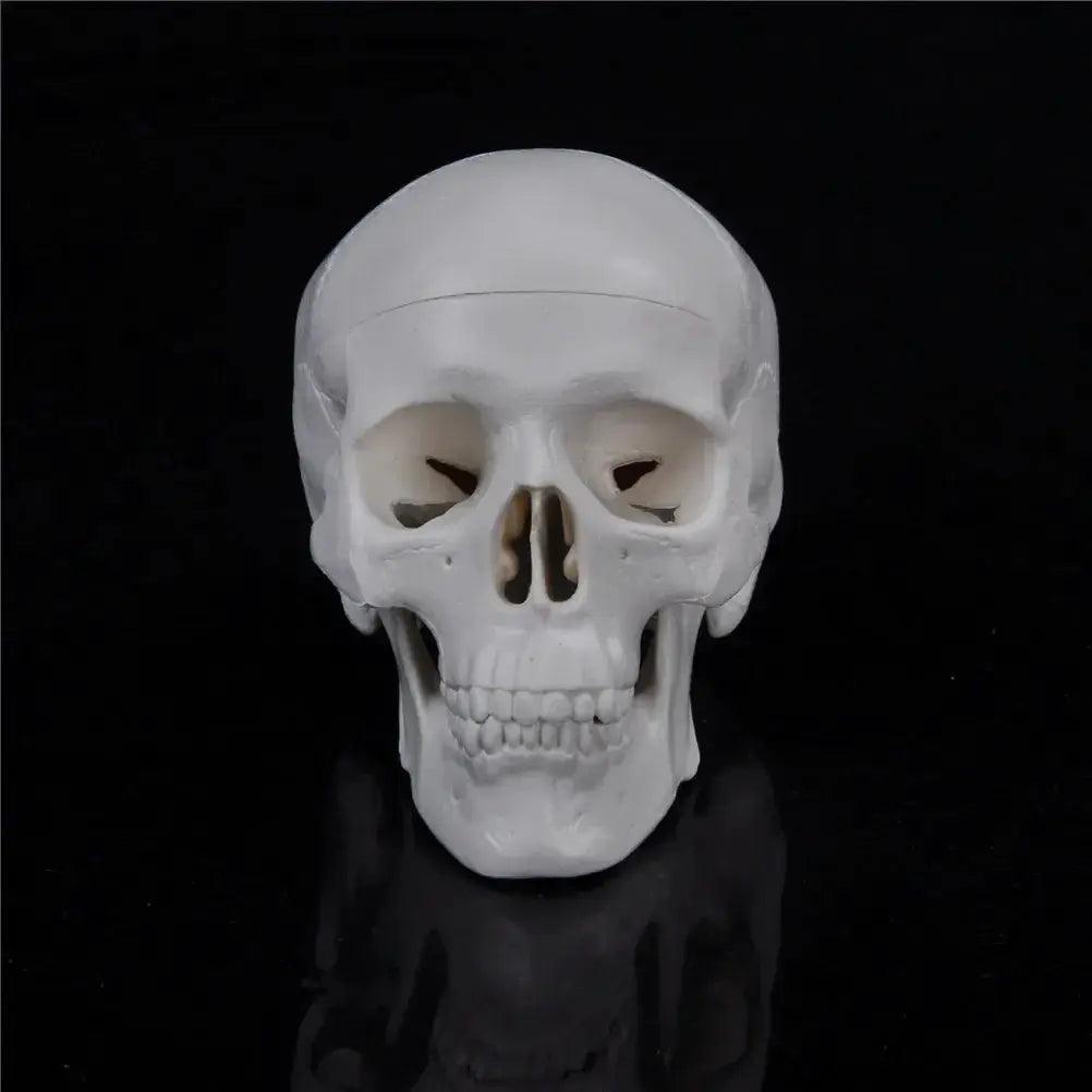  Mini Anatomical Skull Head Model Durable For Clinicians -  ToylandEU™