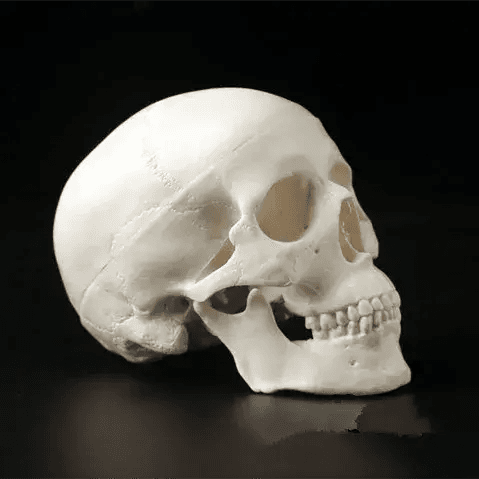 Mini Anatomical Skull Head Model For Medical Professionals - ToylandEU
