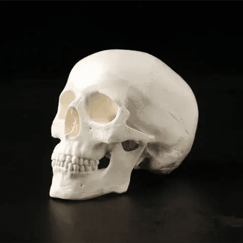 Mini Anatomical Skull Head Model For Medical Professionals - ToylandEU