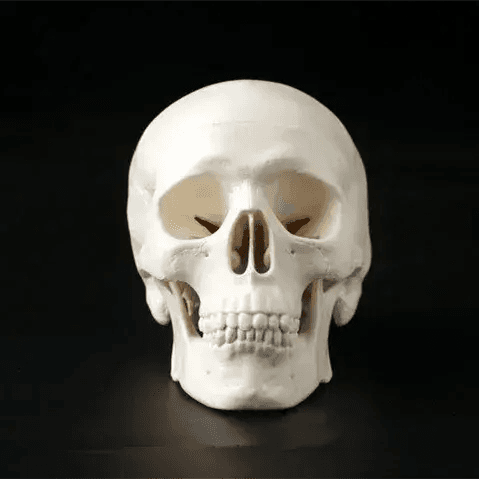 Mini Anatomical Skull Head Model For Medical Professionals - ToylandEU