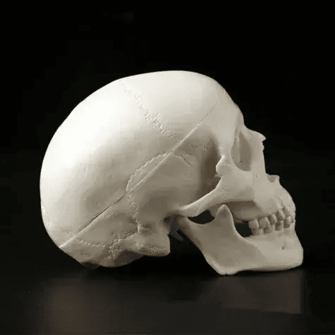 Mini Anatomical Skull Head Model For Medical Professionals - ToylandEU