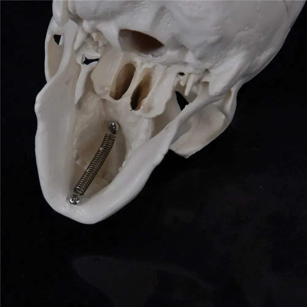 Mini Anatomical Skull Head Model For Medical Professionals - ToylandEU