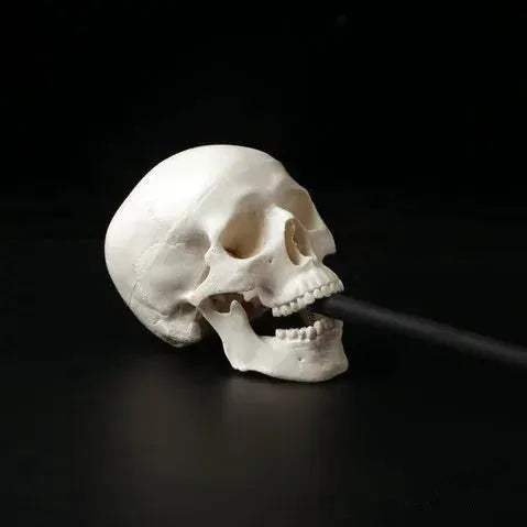 Mini Anatomical Skull Head Model For Medical Professionals - ToylandEU