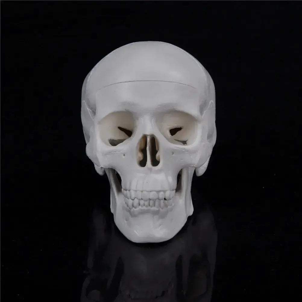 Mini Anatomical Skull Head Model For Medical Professionals - ToylandEU