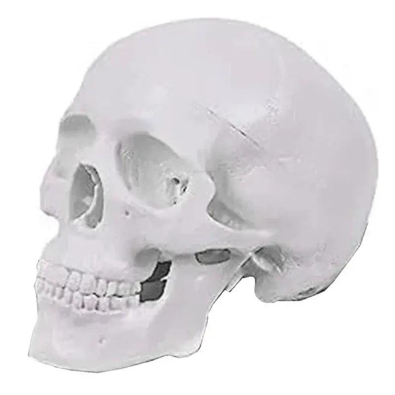  Mini Human Skull Model Articulated Mandible -  ToylandEU™