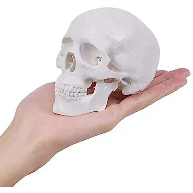 Mini Human Skull Model With Removable Cap And Articulated Mandible - ToylandEU