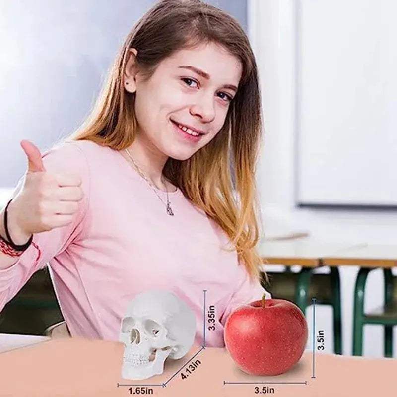 Mini Human Skull Model With Removable Cap And Articulated Mandible - ToylandEU