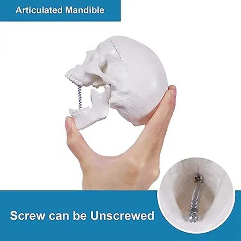 Mini Human Skull Model With Removable Cap And Articulated Mandible - ToylandEU