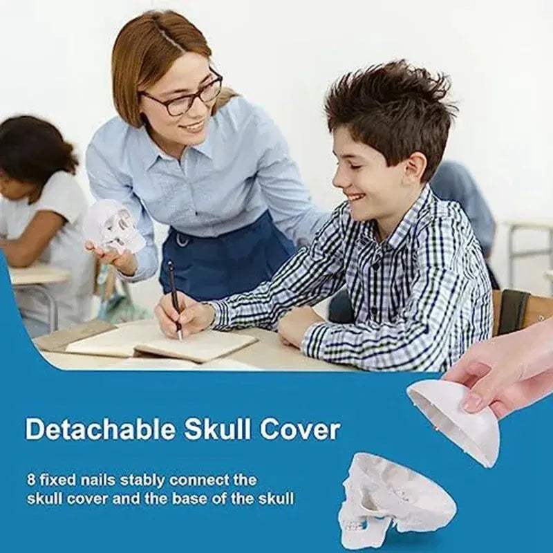 Mini Human Skull Model With Removable Cap And Articulated Mandible - ToylandEU