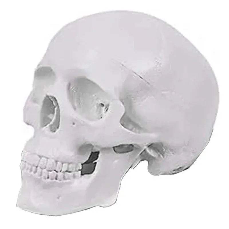 Mini Human Skull Model With Removable Cap And Articulated Mandible - ToylandEU