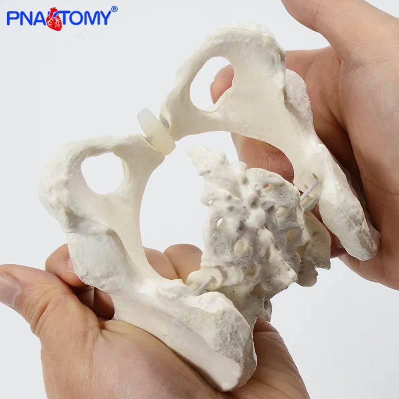 Mini Pelvis Model Human Skeleton Specimen Hip Skeleton Anatomy Medical Tool School Used 1:2 Pubis - ToylandEU