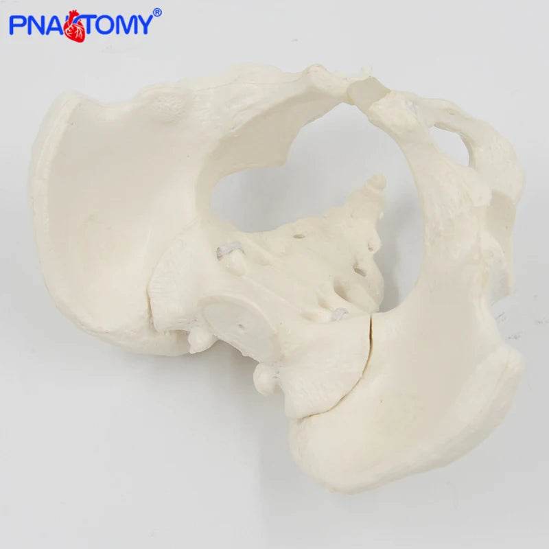 Mini Pelvis Model Human Skeleton Specimen Hip Skeleton Anatomy Medical Tool School Used 1:2 Pubis - ToylandEU