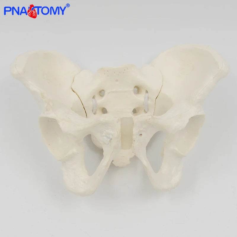Mini Pelvis Model Human Skeleton Specimen Hip Skeleton Anatomy Medical Tool School Used 1:2 Pubis - ToylandEU